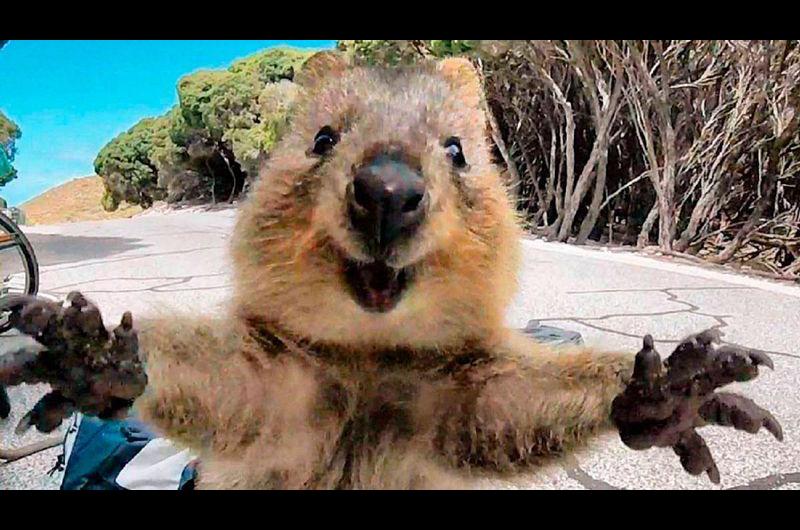 El quokka, el animal más feliz del mundo