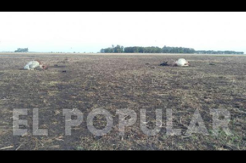 El abigeato ocurrió el último miércoles.