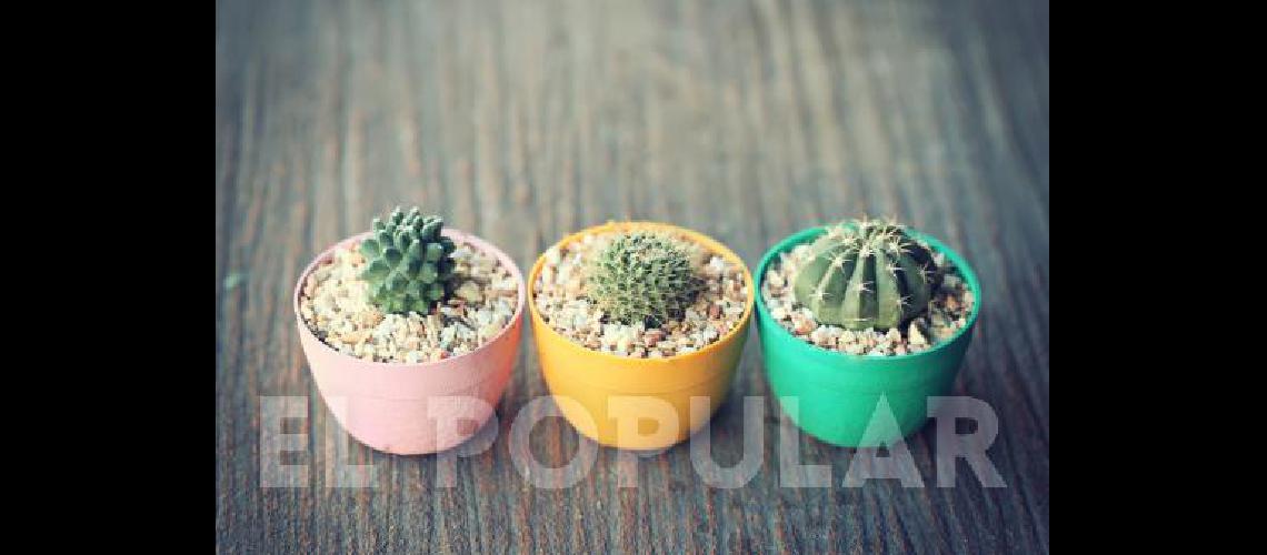 Poderosos y energéticos, los cactus no  dan mala suerte si se sabe dónde tenerlos