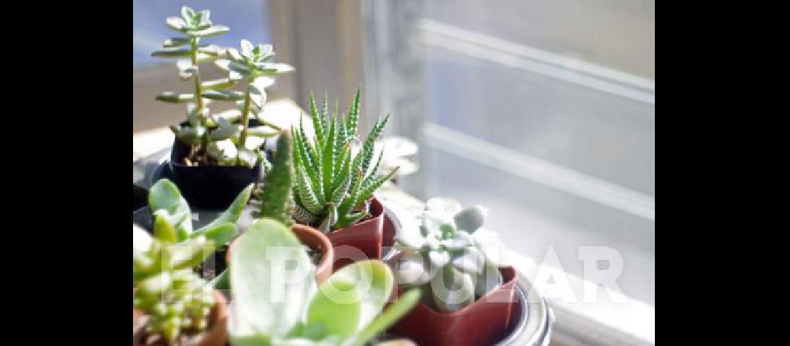 Poderosos y energéticos, los cactus no  dan mala suerte si se sabe dónde tenerlos