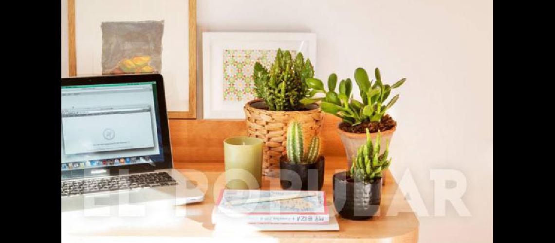 Poderosos y energéticos, los cactus no  dan mala suerte si se sabe dónde tenerlos