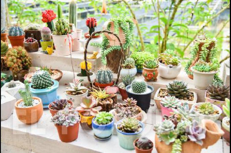 Poderosos y energéticos, los cactus no  dan mala suerte si se sabe dónde tenerlos