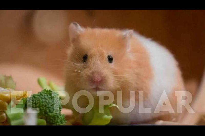 Los hamster, ese animal que puede correr  más de 9 kilómetros por día sobre una ruedita