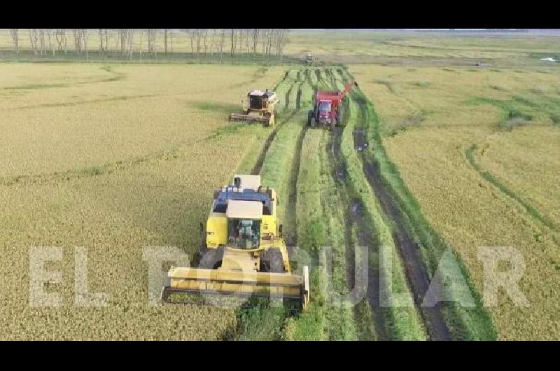 Ya se sembró el 70% del arroz y el total de la colza estimada en Entre Ríos en 2021/22