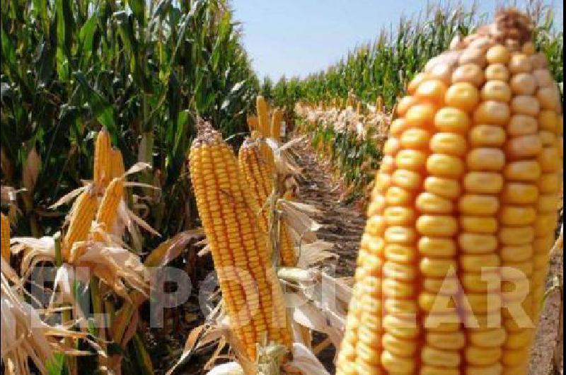 Desarrollaron manuales para gestionar el balance de carbono del maíz y el sorgo