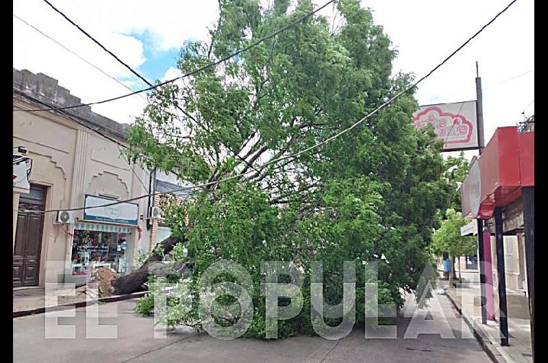 Ãrbol caÃ­do en Cnel SuÃ¡rez entre V. LÃ³pez y Rivadavia