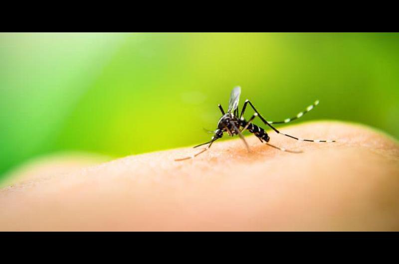 En Olavarría hay cuatro casos sospechosos de dengue en personas