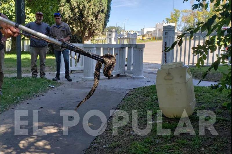Apareció una yarará en Sierras Bayas