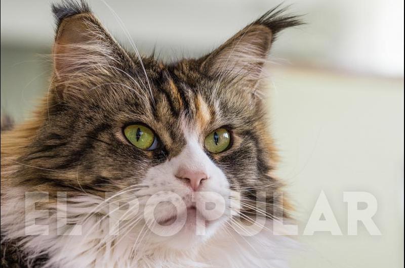 ¿Qué es la etologÃa felina?