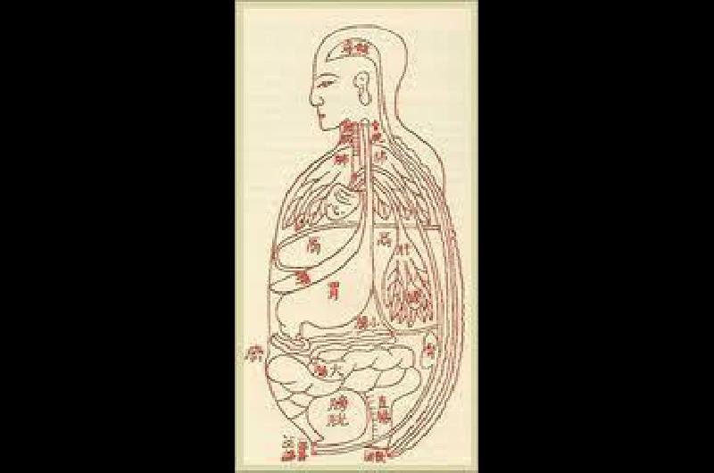 La teoría de los Zang-Fu