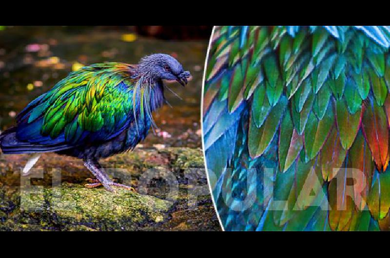 Iridiscencia, el lenguaje secreto, y engañoso, de los animales