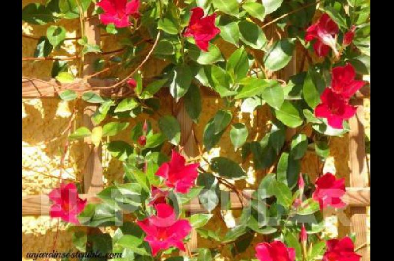 Flores rojas sobre verdes intensos