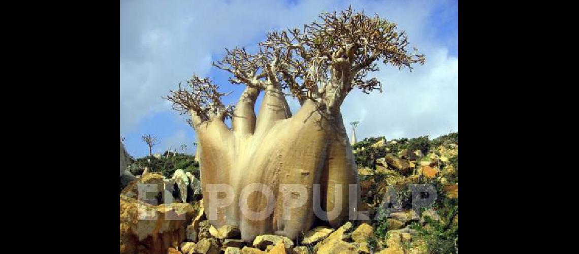 Socotra, la isla encantada de Yemen