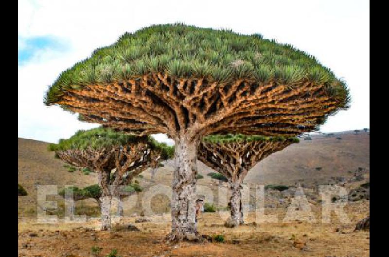 Socotra, la isla encantada de Yemen