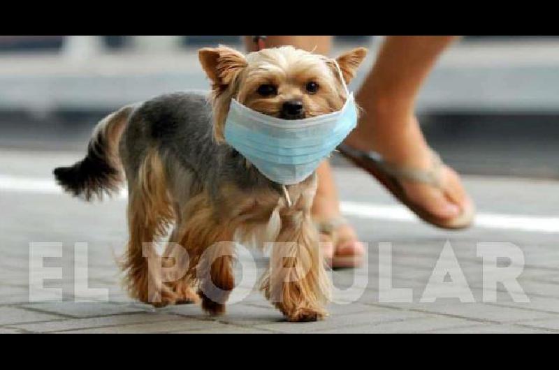Detectan el primer caso de coronavirus en perros