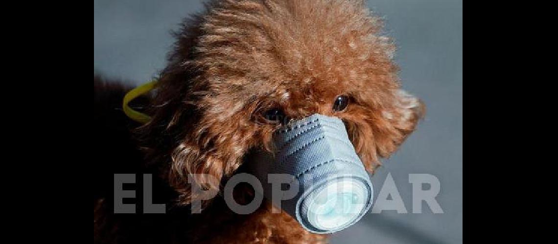 Detectan el primer caso de coronavirus en perros