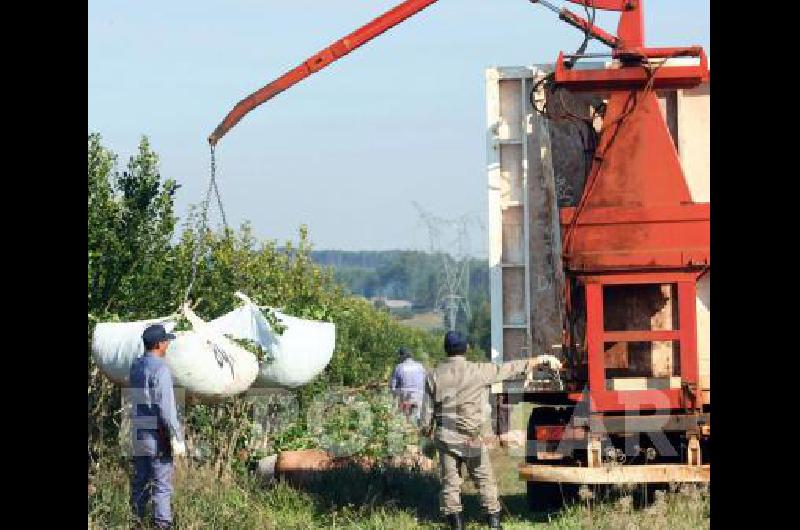 Durante enero ingresaron a los secaderos 23,1 millones de kilos de hoja verde de yerba mate.