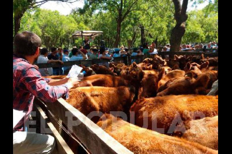 Juan Wallace, en la Sociedad Rural de Azul, realizó un espectacular remate el jueves.