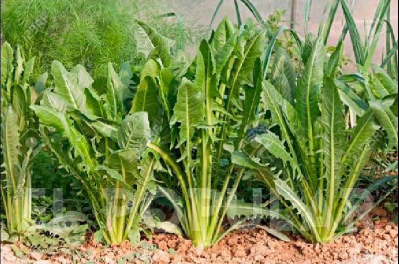 El diente de leÃ³n, habitualmente conocido como "panadero" tiene propiedades como antioxidante, depurativo, diurÃ©tico y hepatoprotector.