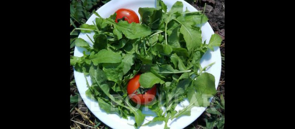 En la Ãºltimas dÃ©cadas, la rÃºcula ha sido incorporada en diferente recetas de las dieta habitual de los argentinos, siendo comÃºn en verla en ensaladas y en pizzas.