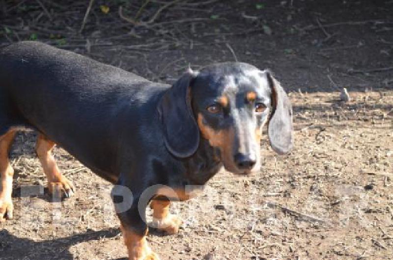 ¡Es un pancho con patas! No, es un perro salchicha
