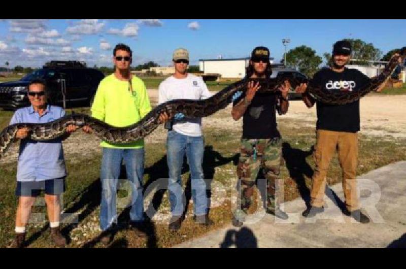 UNA SÚPER SERPIENTE AMENAZA LOS EVERGLADES DE FLORIDA