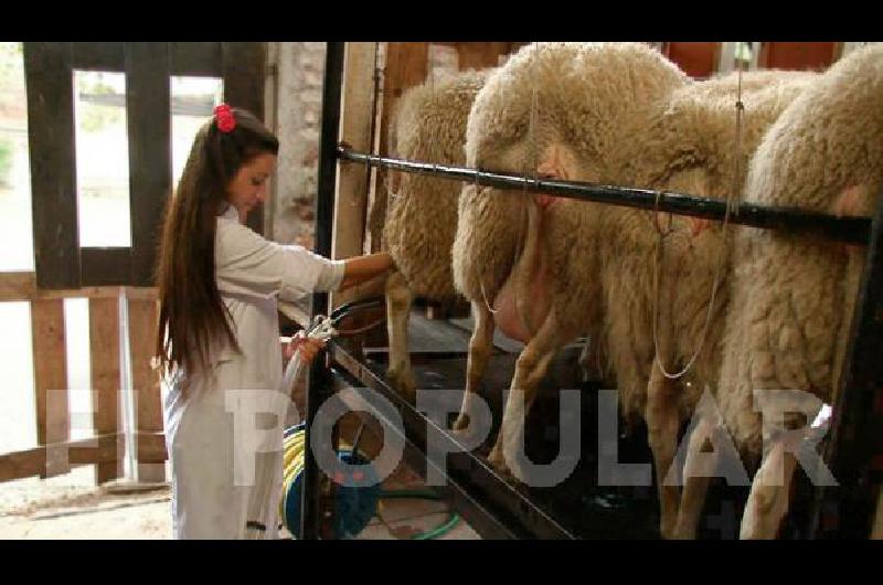 La investigadora Florencia Miccoli intenta mejorar la leche que se consume.