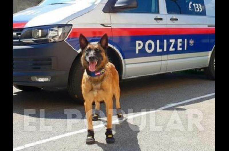 PERROS POLICÍAS EUROPEOS RECORREN LAS CALLES CON ZAPATOS