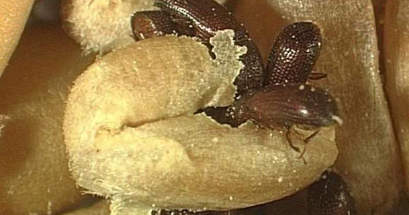 Si las medidas de prevención para la conservación de los granos no son ejecutadas correctamente, los monitoreos pueden revelar la presencia de insectos.
