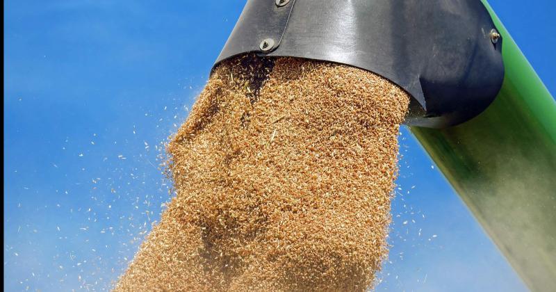 Trigo: las recomendaciones técnicas para la conservación segura de granos
