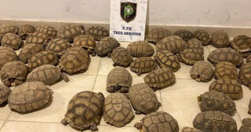 Encuentran tortugas en un domicilio.