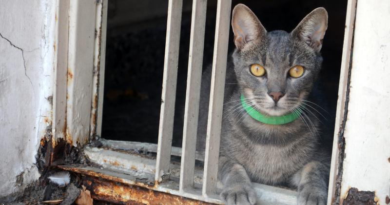 Hay guardia veterinaria privada en Olavarría: Cómo y cuándo funciona