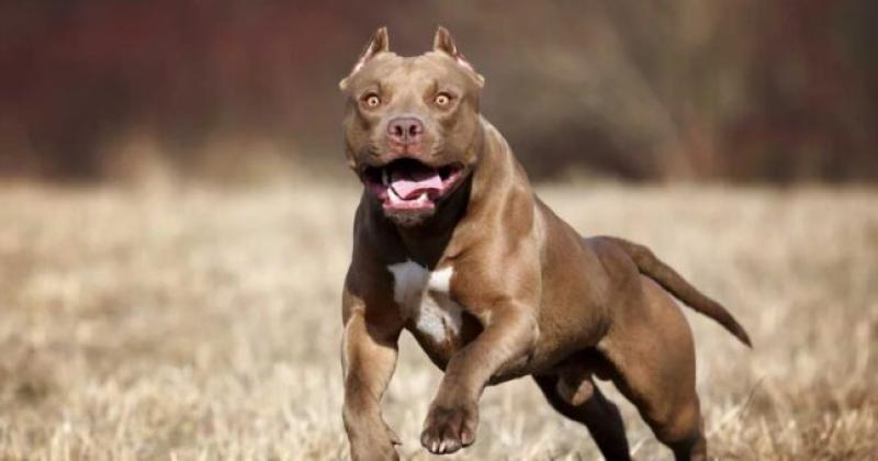 Conmoción en Bahía Blanca: una mujer murió asustada por un pitbull "fuera de sí"