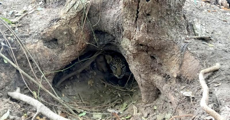 Tras 70 años de extinción, nacieron dos yaguaretés silvestres en los Esteros del Iberá