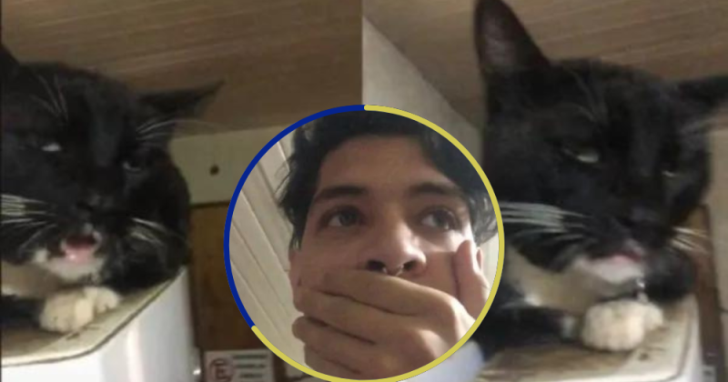 Qué hacer si tu mascota comió cannabis accidentalmente
