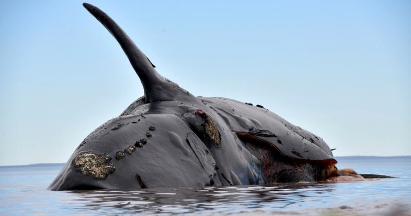 Ya son 15 las ballenas muertas en Península de Valdés