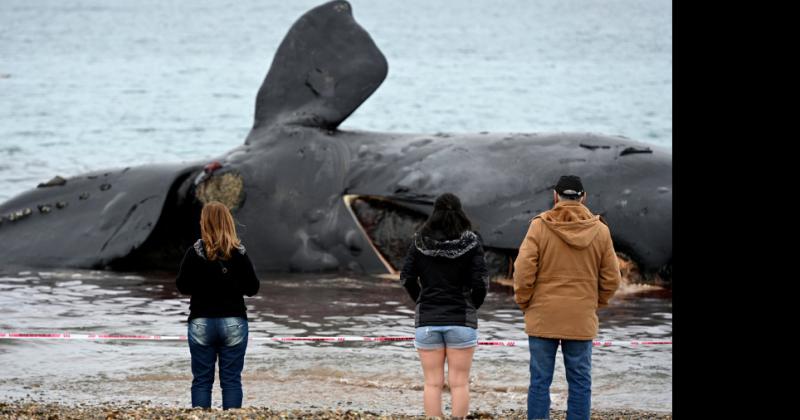 Ya son 15 las ballenas muertas en Península de Valdés