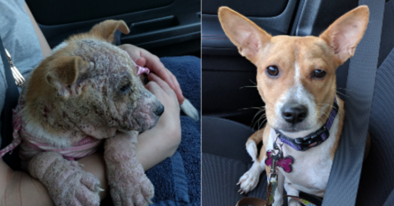 Antes y después de ser adoptado.