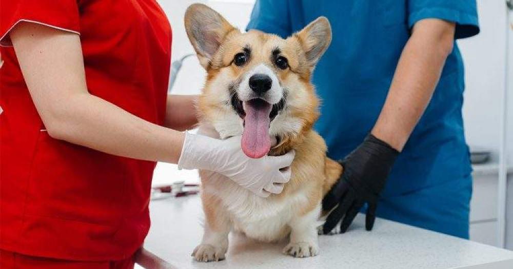 Ya casi se castraron más animales que el año anterior