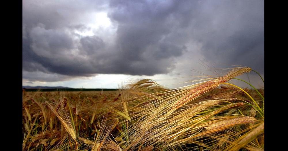Perspectivas agrometeorológicas: cómo será la próxima campaña agrícola