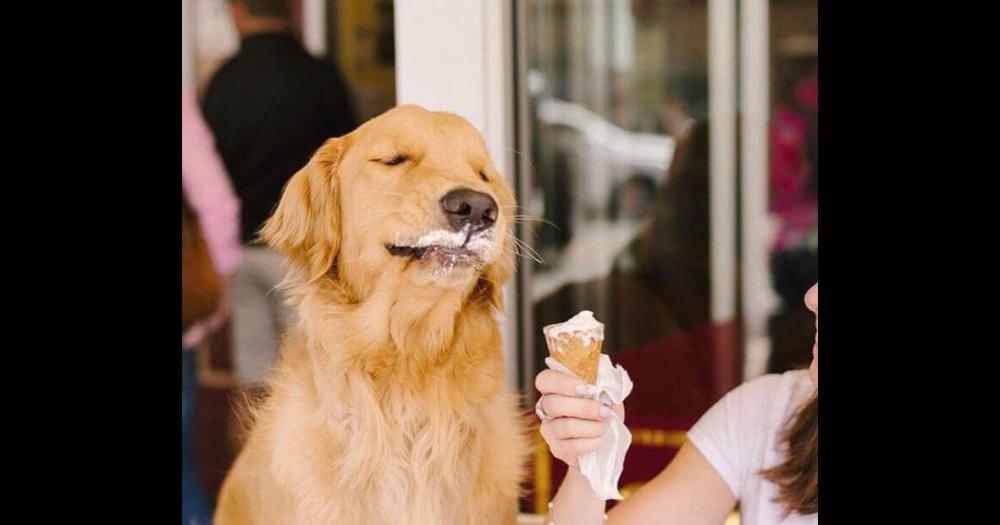 No es recomendable que le convides de tu helado a los perros.