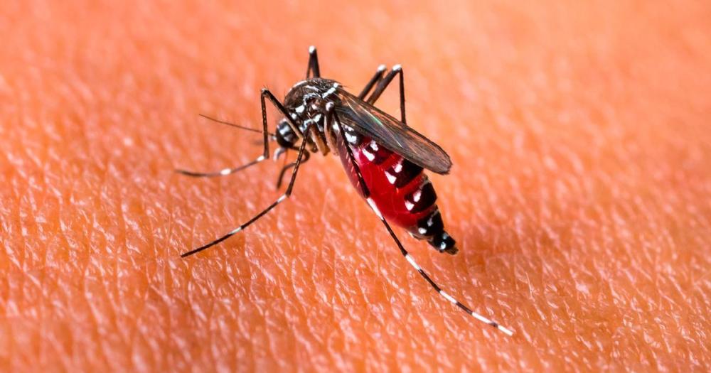 Dengue: confirman un caso positivo en Laprida