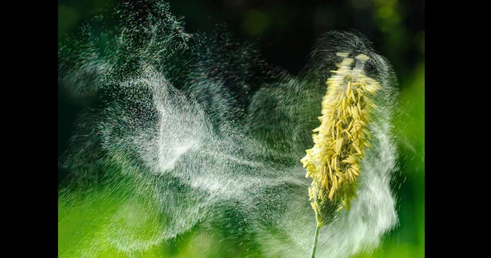 Durante el otoño algunas especies realizan la polinización.