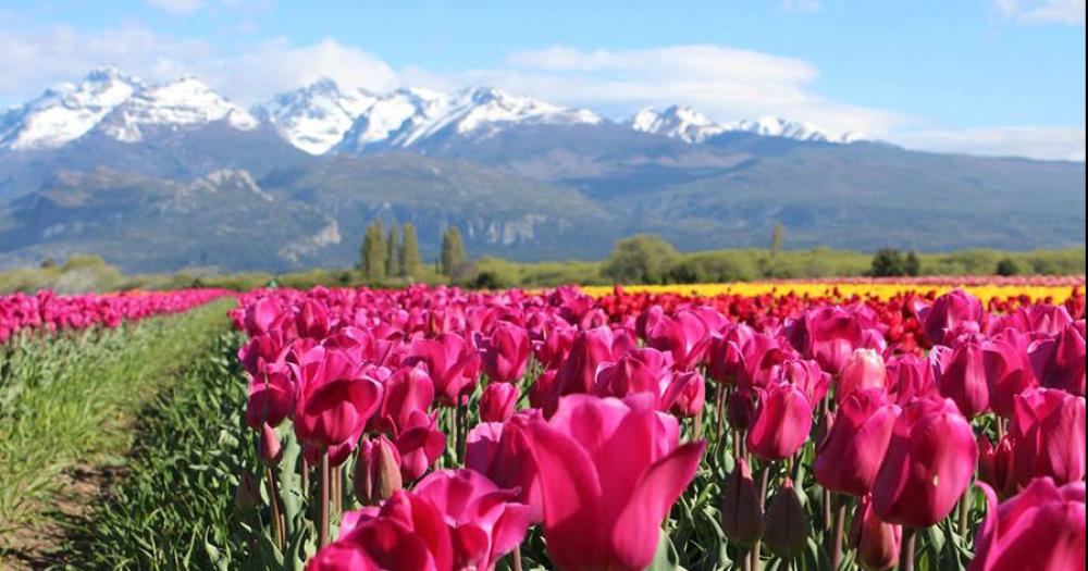 La belleza del Campo de Tulipanes en Chubut