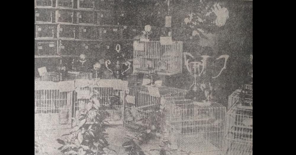 1973. Era inaugurada la 19ª Exposición de Canaricultura organizada por la Asociación de Criadores Roller Olavarrienses.