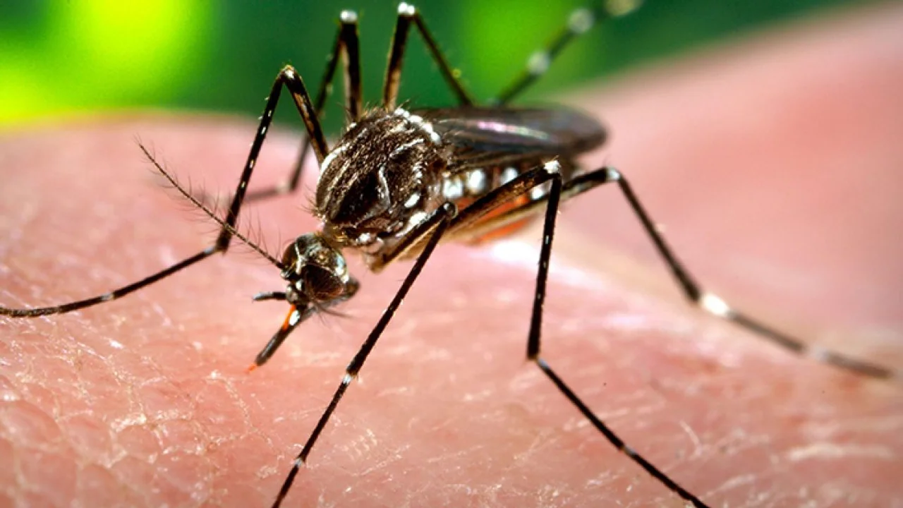 Vacuna contra el dengue disponible en vacunatorios privados en Argentina