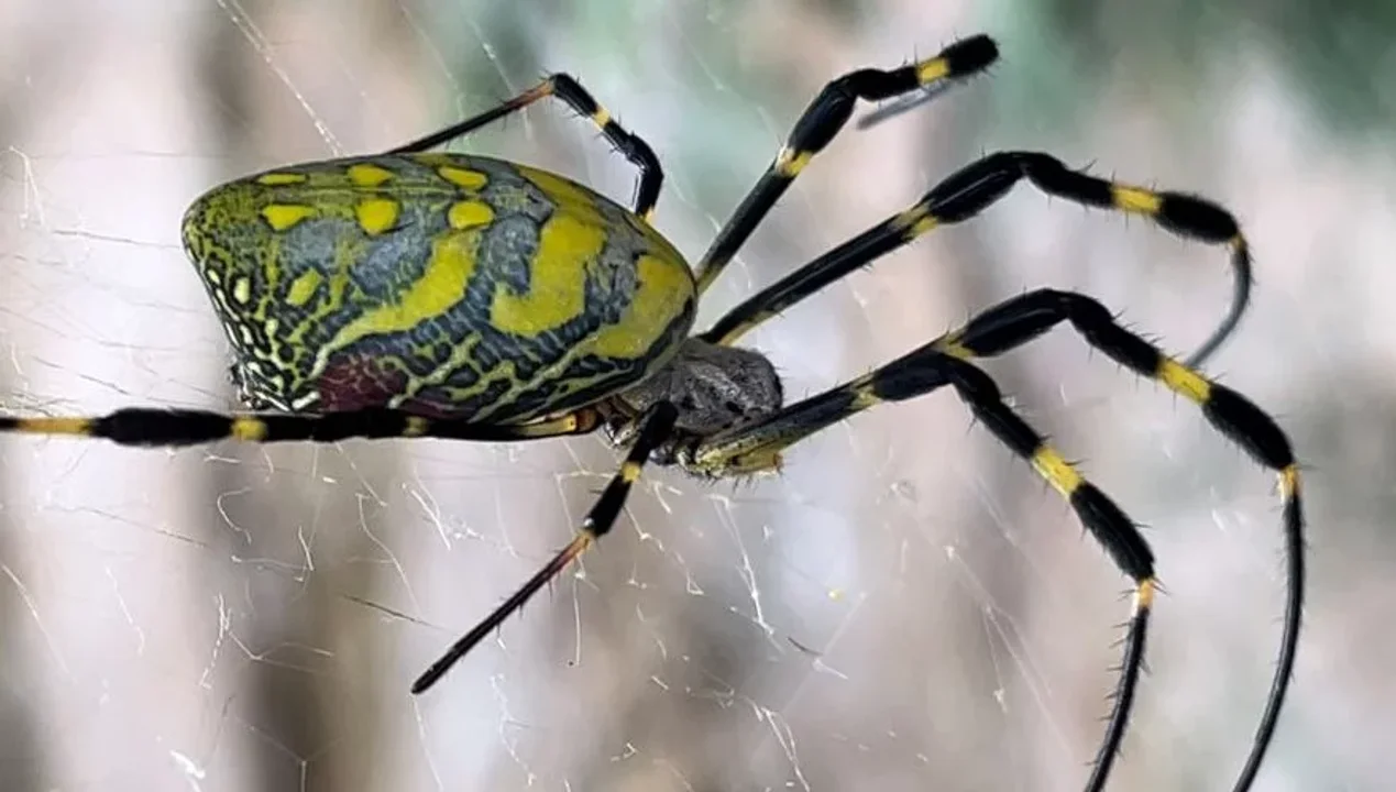 Preocupación por la llegada de la araña joro a Florida