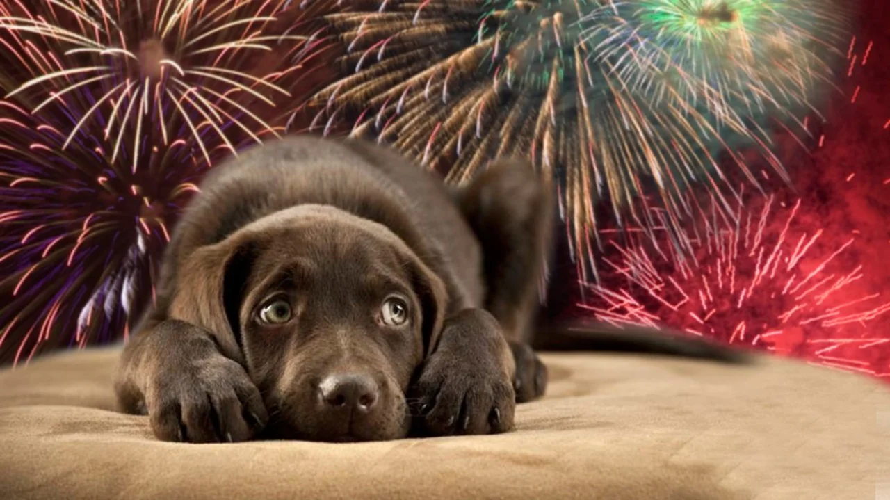 Cómo ayudar a tu mascota durante los fuegos artificiales: Consejos para aliviar su ansiedad