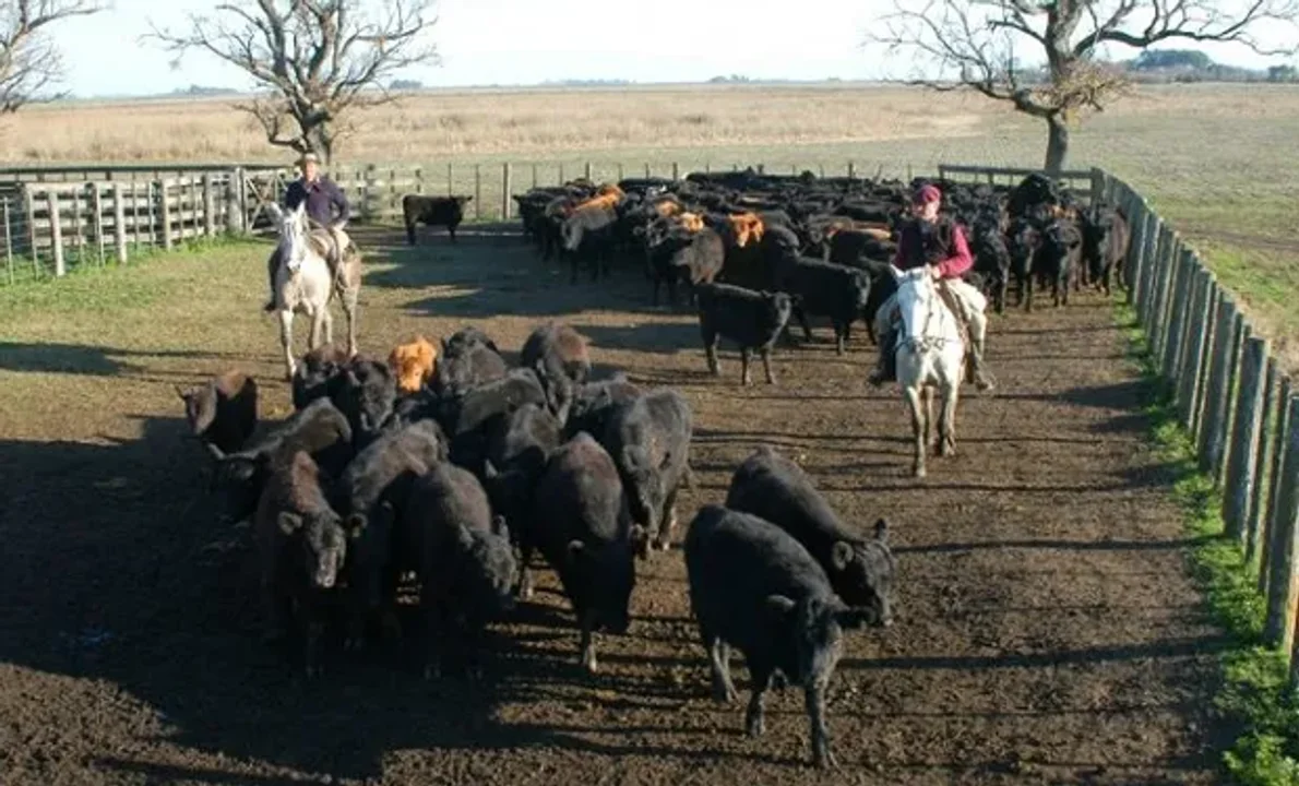Impacto de la sequía en la producción agropecuaria en Argentina: Resultados de la encuesta CREA