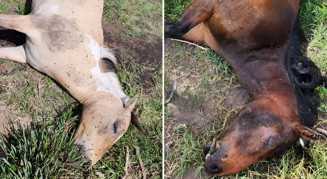 Hallazgo macabro en Hale: Cuatro caballos muertos despiertan preocupación